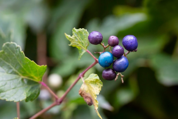 Enredadera Ampelopsis heterophylla Llamada Baya de porcelana Amur peppervine y Uva silvestre Otro nombre científico es Ampelopsis grandulosa var brevipedunculata