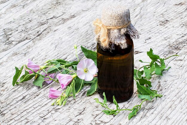 Enredadera de campo Convolvulus arvensis y botella farmacéutica