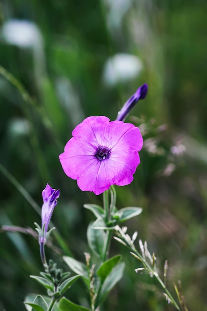 Enredadera, Convolvulus sp. flor violeta, mala hierba perniciosa.