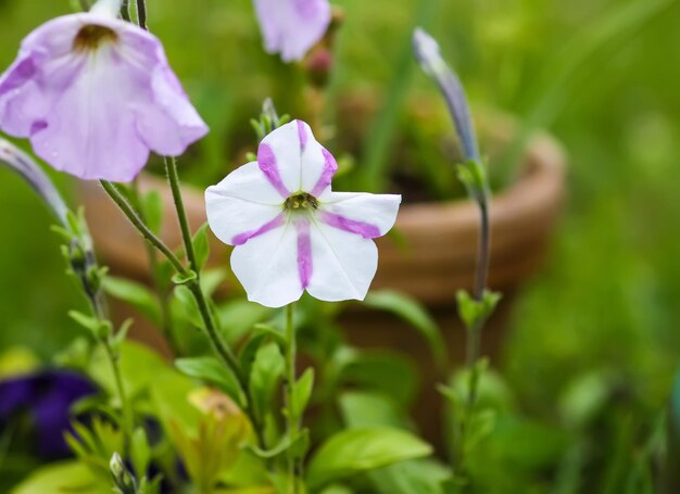 Enredadera europea o Jenny rastrera flores que crecen en maceta floral al aire libre