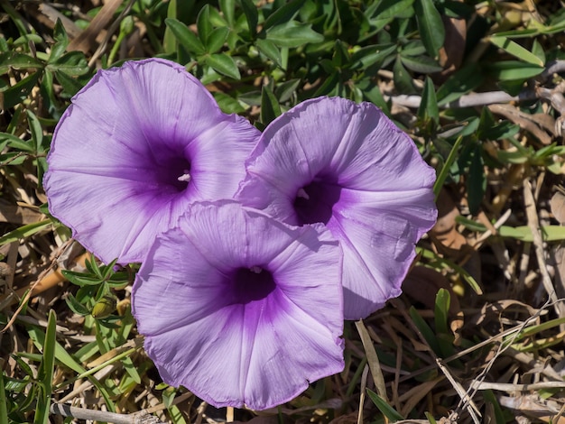 Enredadera de hojas de malva Convolvulus althaeoides