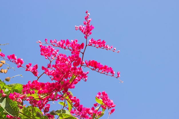 Enredadera mexicana, planta de Antigonon leptopus nativa de México.