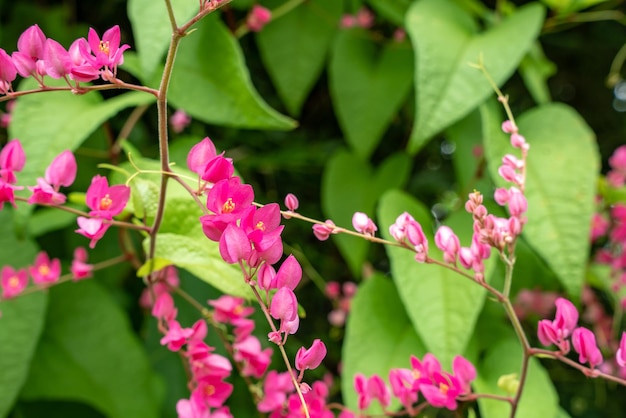 Enredadera mexicana rosa Antigonon leptopus HookArn floreciendo en el jardín