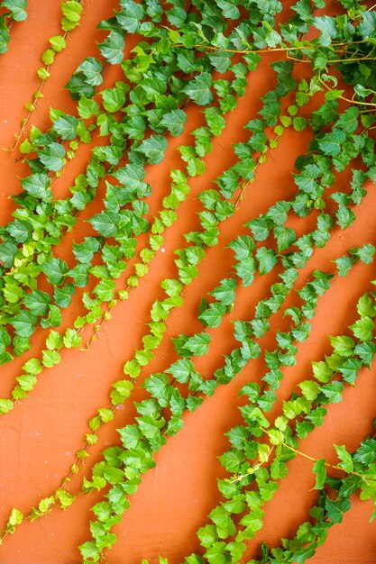 Enredadera de pared roja de hormigón vintage