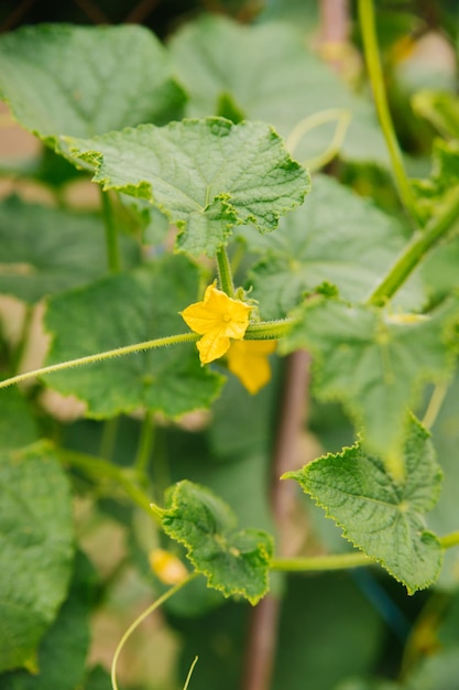 Enredadera de pepino con ovarios en el jardín Pepinos madurando en el jardín al sol en el invernadero Industria agrícola Un producto orgánico Agricultura