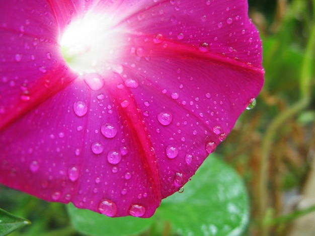 Enredadera púrpura convolvulus con gotas de agua foto macro