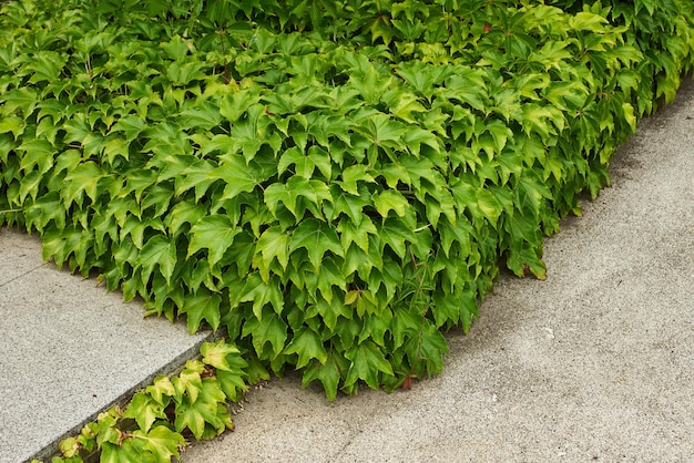 Enredadera que cubre toda la pared y se extiende como una alfombra verde