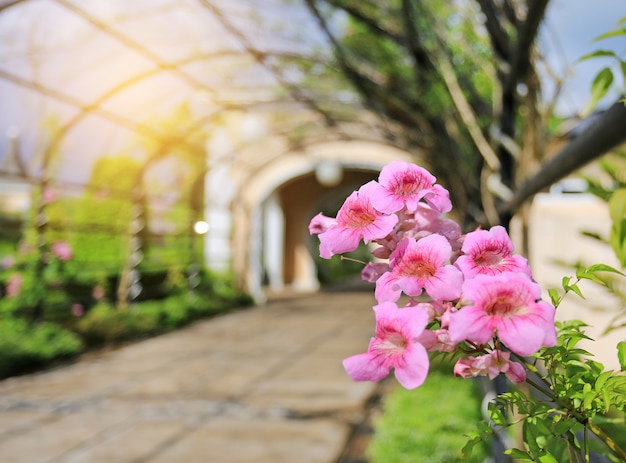 Foto enredadera de zimbabwe, vid de trompeta roja, flores rosadas que florecen en el jardín.