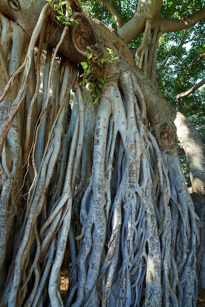 Enredaderas o raíces demasiado grandes en un bosque Higueras silvestres nativas en un paisaje misterioso Primer plano de un árbol Banyan en Waikiki Honolulu Hawaii EE.UU. Gran tronco de árbol con textura detallada en la selva