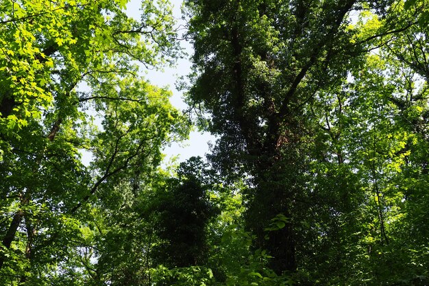 Enredaderas en las ramas de los árboles en un bosque europeo parque nacional serbia fruska gora una planta que encuentra v