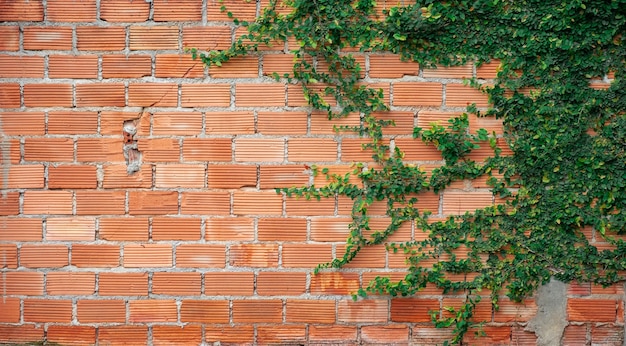 Enredaderas sobre fondo de pared de ladrillo naranja.