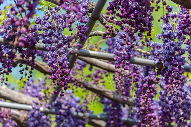 Enrejado de flor de glicinia de doble flor púrpura gigante en plena floración