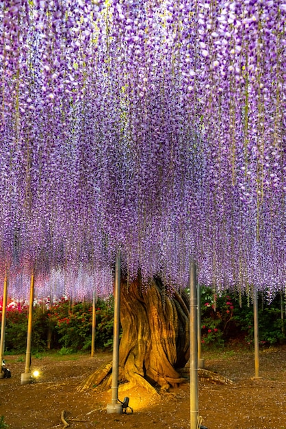 El enrejado de Wisteria gigante rosa púrpura de plena floración se ilumina por la noche