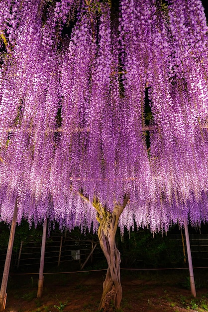 El enrejado de Wisteria gigante rosa púrpura de plena floración se ilumina por la noche