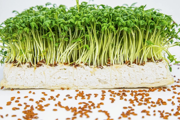 Ensalada de berros microgreens sobre un fondo blanco, semillas y verduras se encuentran cerca