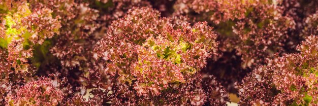 Ensalada de coral rojo, Ensalada orgánica de cultivo hidropónico, Lechuga de hoja roja, Roble rojo. Lechuga fresca de roble rojo BANNER formato largo