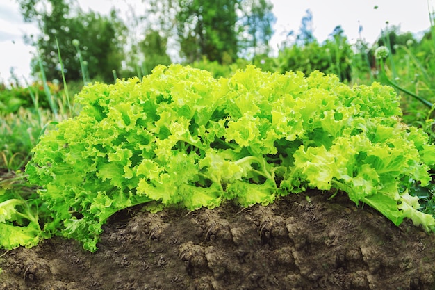 La ensalada crece en la cama del jardín. Concepto de agricultura y jardinería.