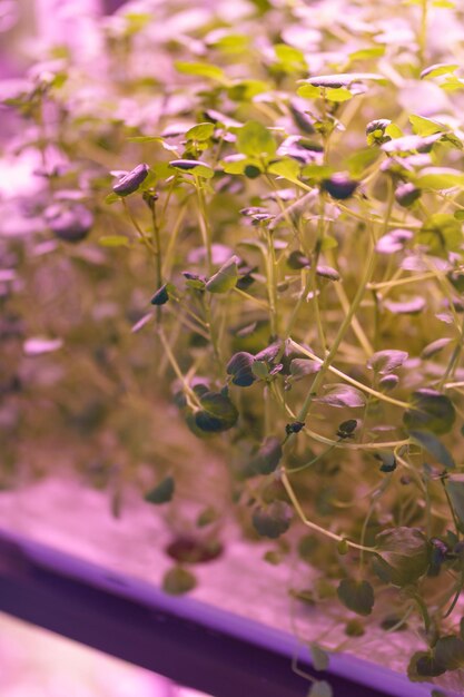 Ensalada de cultivo en granja vertical bajo luces de plantas ultravioleta UV para cultivo en interiores Hidroponía