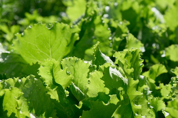 Ensalada fresca en la cama del jardín después de la cosecha de verano de lluvia en la hierba del jardín