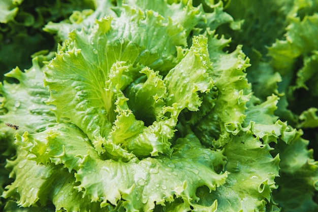 Ensalada fresca en el huerto del pueblo al sol. De cerca