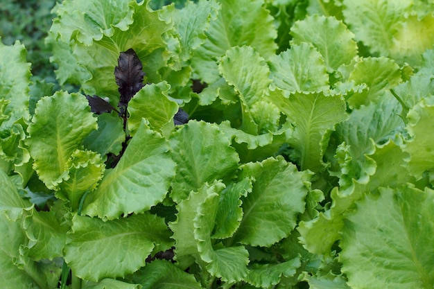 Ensalada fresca verde que crece en un jardín.