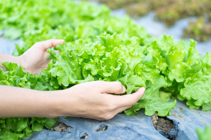 Ensalada hidropónica de verduras en manos cuidadas en granja de ensaladas.