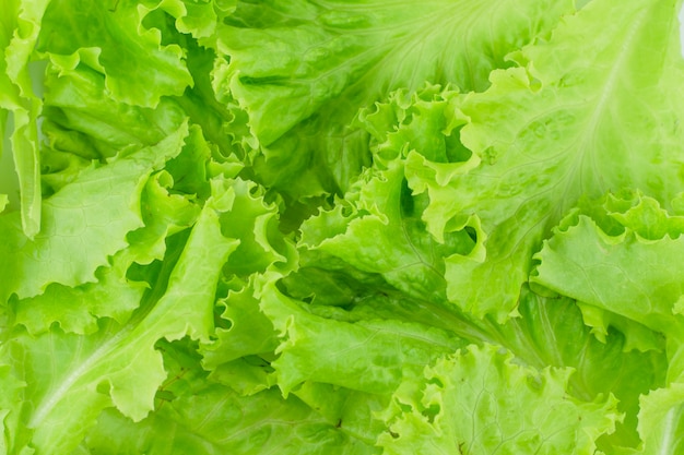 Foto ensalada de hoja. lechuga aislada.