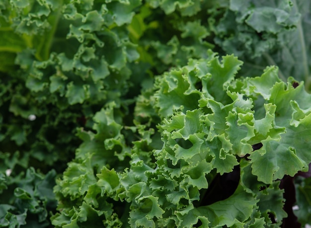 Ensalada de hojas de col rizada vegetal aislado sobre fondo