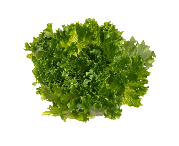 Ensalada de hojas de lechuga Bio aislado sobre fondo blanco.