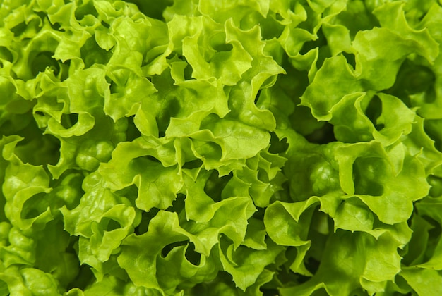 ensalada de hojas de lechuga