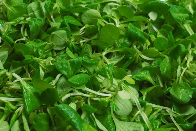 Ensalada de hojas verdes frescas