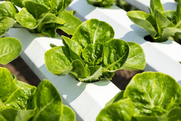 ensalada de lechuga cos verde en granja hidropónica