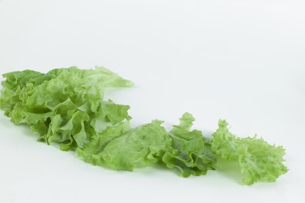 Ensalada de lechuga de hoja aislado sobre fondo blanco.