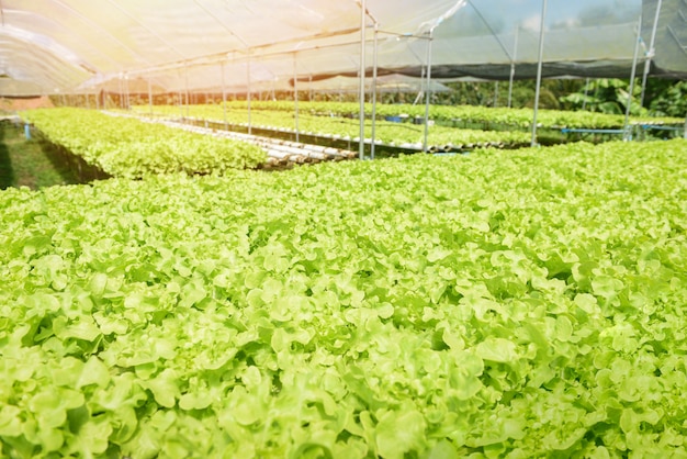 Ensalada de lechuga joven y fresca Jardín de roble verde Cultivo hidropónico Plantas agrícolas en agua sin suelo Agricultura al aire libre Orgánica para alimentos saludables, Sistema hidropónico de hortalizas de invernadero