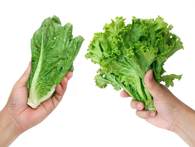 Ensalada de lechuga en la mano sobre un fondo blanco.