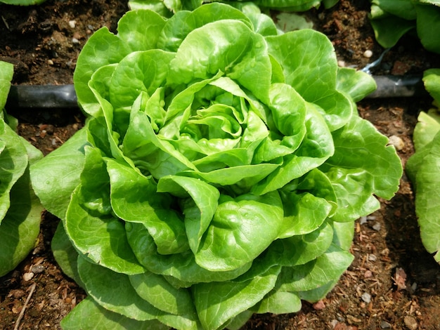 la ensalada de lechuga orgánica para la comida sana