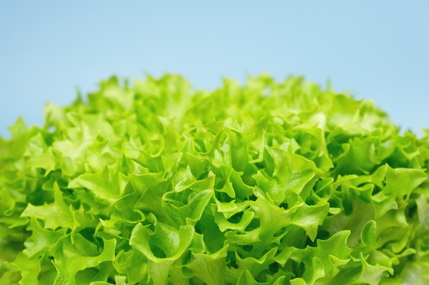 Ensalada de lechuga orgánica verde sobre un fondo azul.