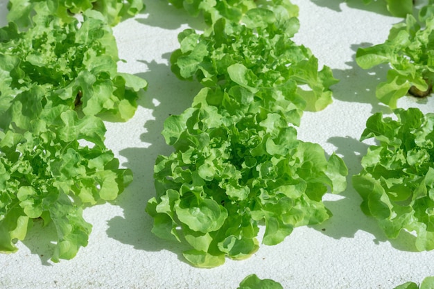 Ensalada de lechuga de roble verde