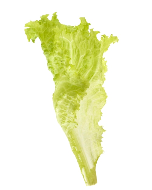 ensalada de lechuga