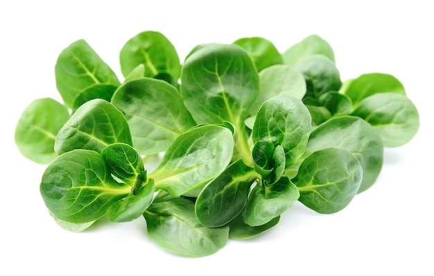 Ensalada de maíz, lechuga de cordero aislado en blanco