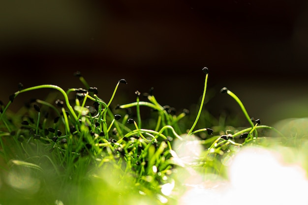 Ensalada micro greens creciente montón cerca