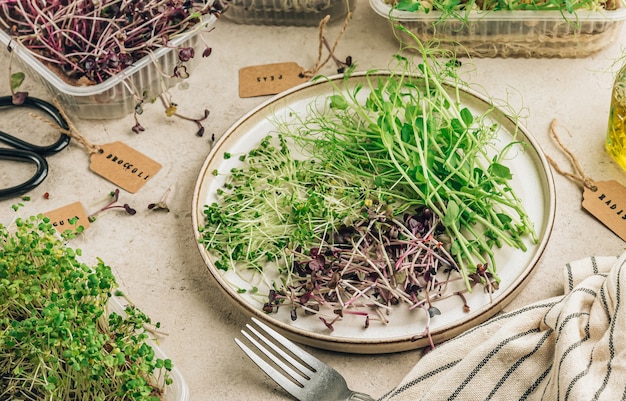 Ensalada de microverdes frescos. Concepto de comida sana.