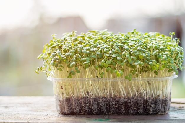 Ensalada de microverdes de mostaza en caja de plástico sobre un mostrador de madera. Microverdes de mostaza baby fresca.