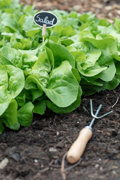 Ensalada orgánica que crece en el huerto en casa