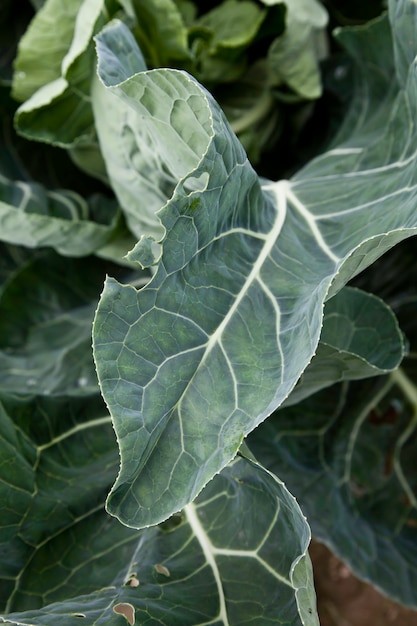 Ensalada verde biológica cultivada sin pesticidas