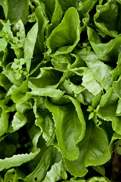 Ensalada verde biológica cultivada sin pesticidas