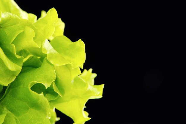 Ensalada verde fresca aislado sobre fondo negro