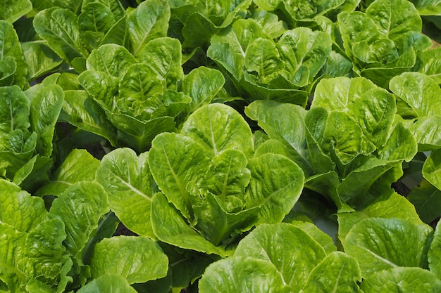 Ensalada verde fresca costa verduras en un huerto