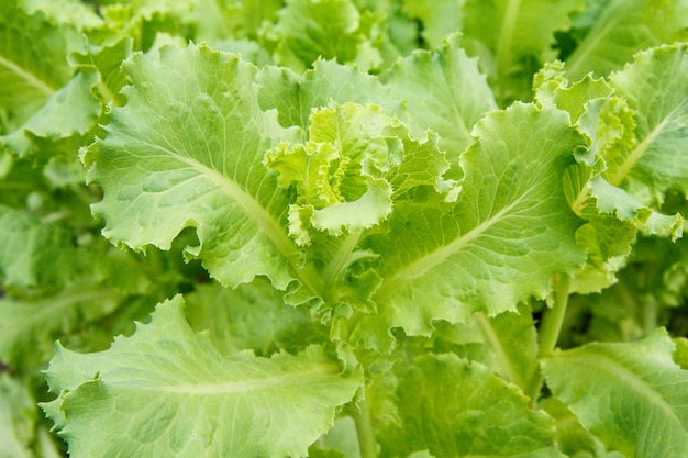 Ensalada verde fresca que crece en un jardín. Fondo natural.