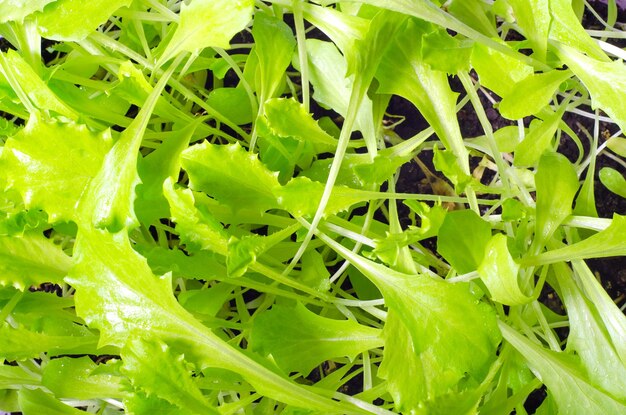 ensalada verde